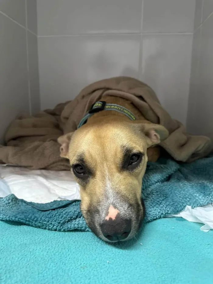 Cachorro ra a SRD-ViraLata idade 2 anos nome Tina