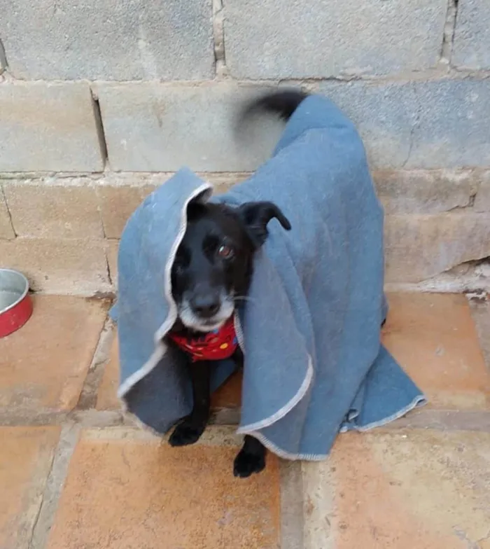 Cachorro ra a SRD-ViraLata idade 4 anos nome Vivaldi
