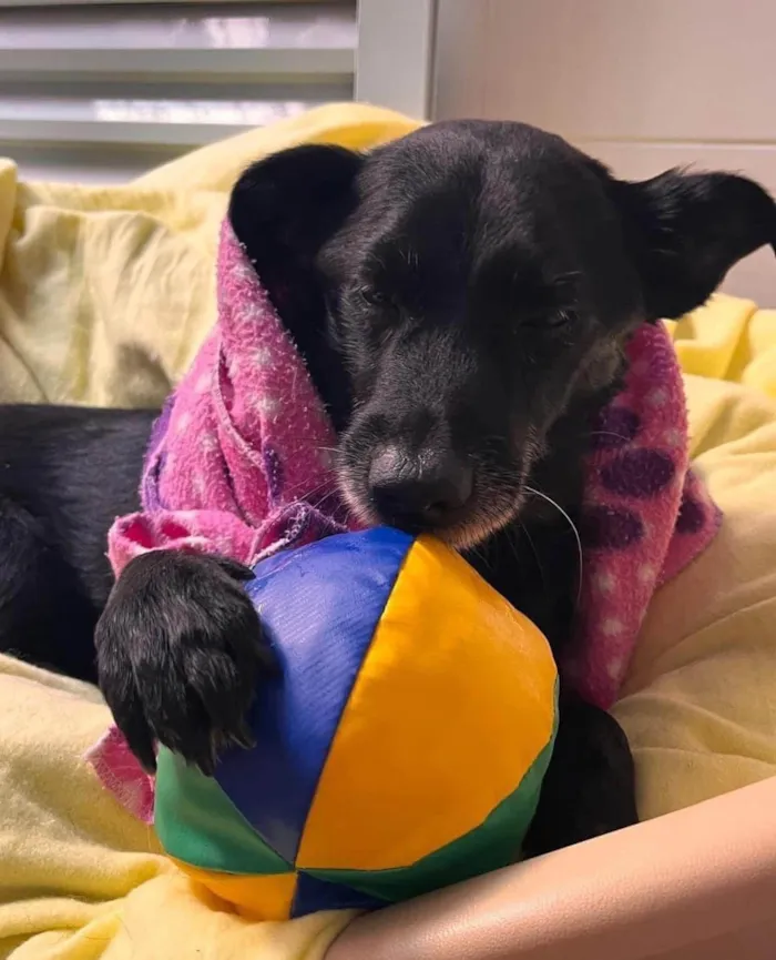 Cachorro ra a SRD-ViraLata idade 4 anos nome Vivaldi