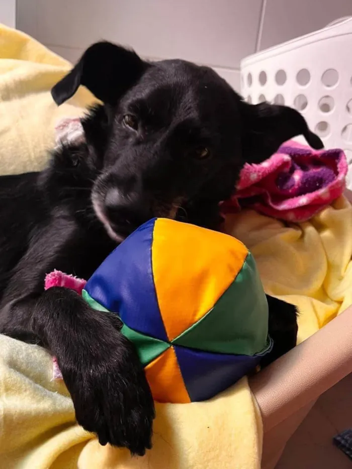 Cachorro ra a SRD-ViraLata idade 4 anos nome Vivaldi