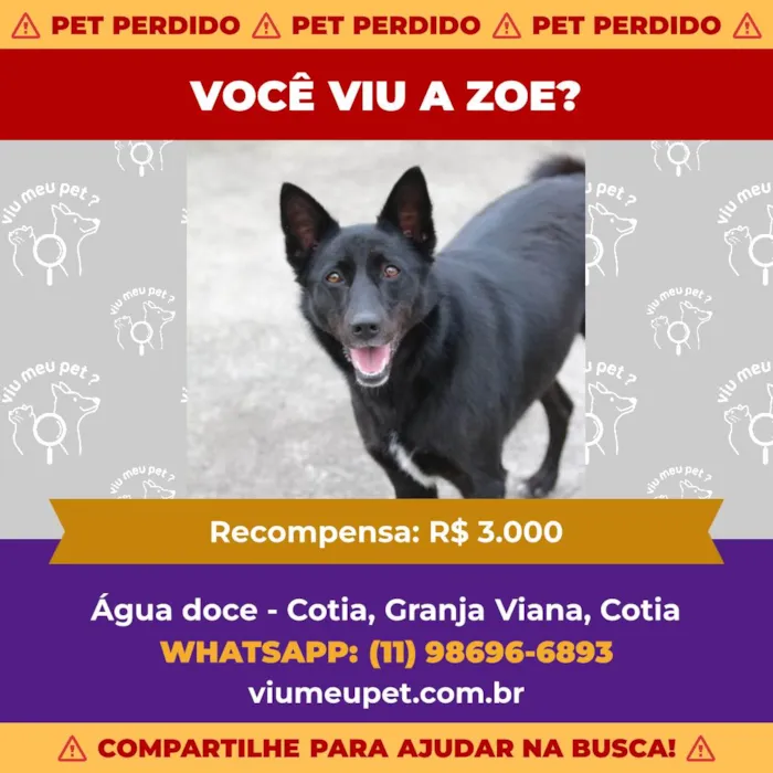 Cachorro ra a SRD-ViraLata idade 4 anos nome Zoe