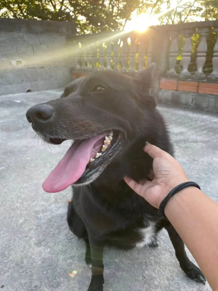 Cachorro ra a SRD-ViraLata idade 4 anos nome Zoe