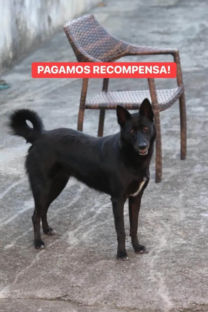 Cachorro ra a SRD-ViraLata idade 4 anos nome Zoe