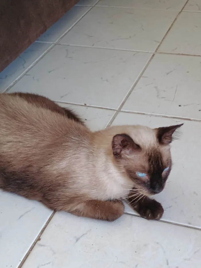 Gato ra a Siamês idade 1 ano nome Bruce