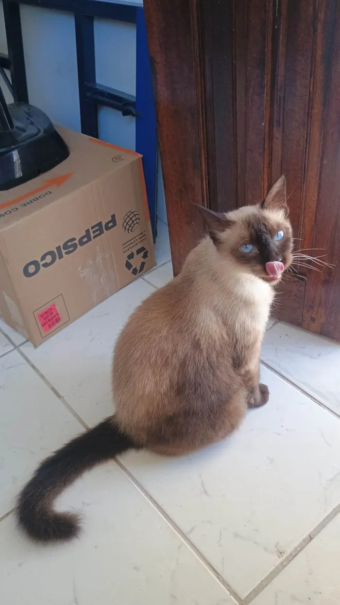 Gato ra a Siamês idade 1 ano nome Bruce