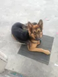 Zafira