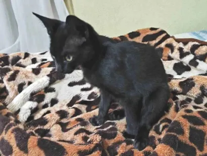 Gato raça SRD-ViraLata idade 2 a 6 meses nome Filhote Urgente
