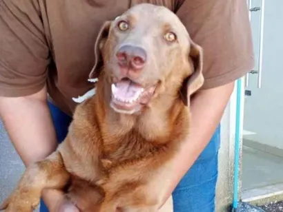 Cachorro raça SRD-ViraLata idade 7 a 11 meses nome Adoção Urgente