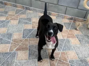 Cachorro raça SRD-ViraLata idade 2 anos nome Naomi
