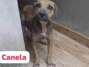 Cachorro raça SRD-ViraLata idade 2 anos nome Canela 