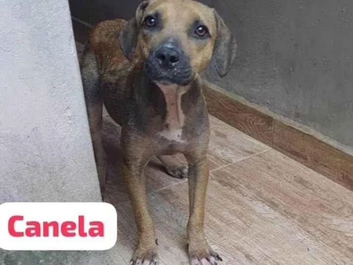 Cachorro ra a SRD-ViraLata idade 2 anos nome Canela 