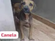 Canela