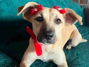 Cachorro raça SRD-ViraLata idade 2 anos nome Tina