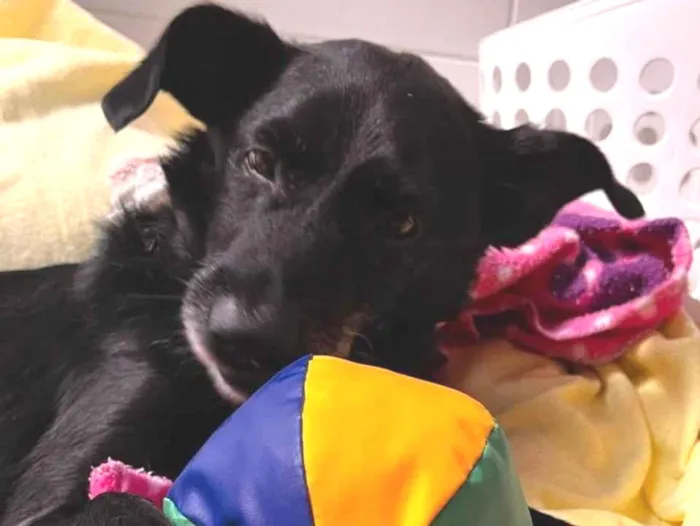 Cachorro ra a SRD-ViraLata idade 4 anos nome Vivaldi