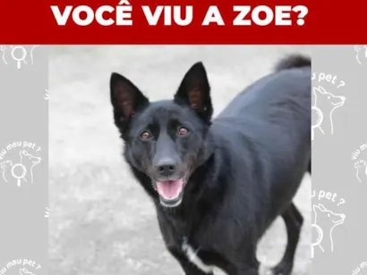 Cachorro raça SRD-ViraLata idade 4 anos nome Zoe