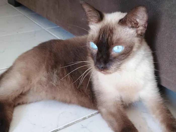 Gato ra a Siamês idade 1 ano nome Bruce