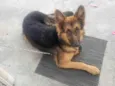 Zafira