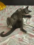 Fumaça