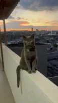Fumaça