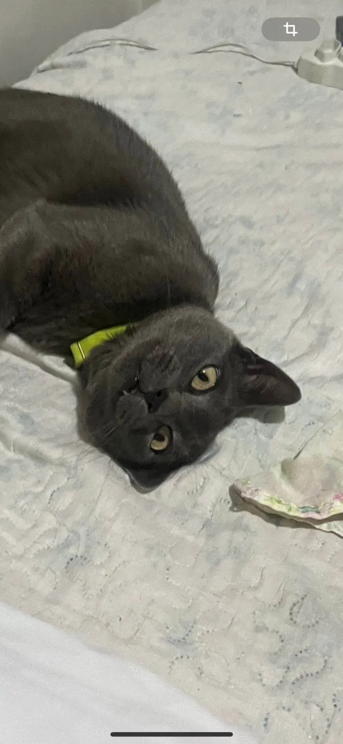 Gato ra a SRD-ViraLata idade 5 anos nome Fumaça