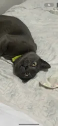 Fumaça