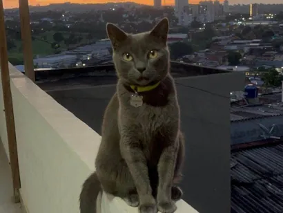 Gato raça SRD-ViraLata idade 5 anos nome Fumaça