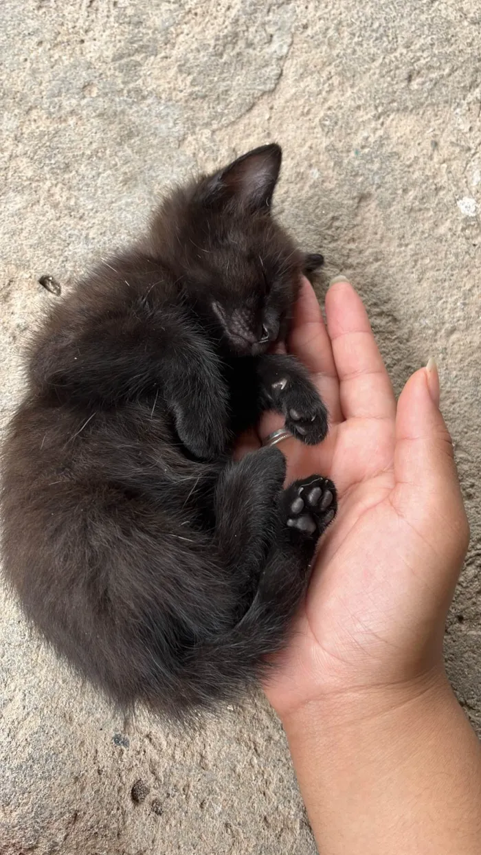 Gato ra a SRD-ViraLata idade 2 a 6 meses nome Sem nome 