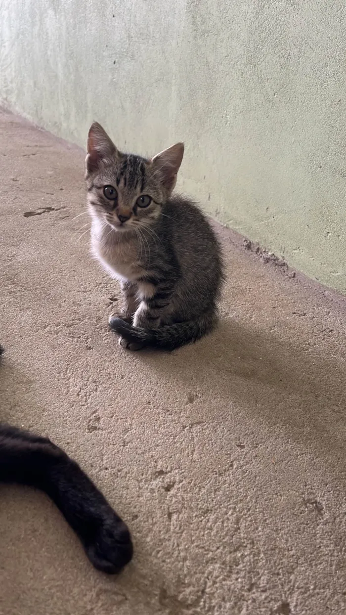 Gato ra a SRD-ViraLata idade 2 a 6 meses nome Sem nome 