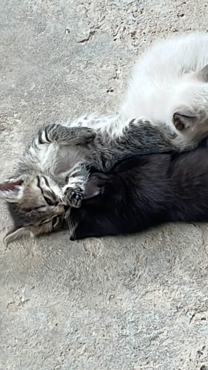 Gato ra a SRD-ViraLata idade 2 a 6 meses nome Sem nome 