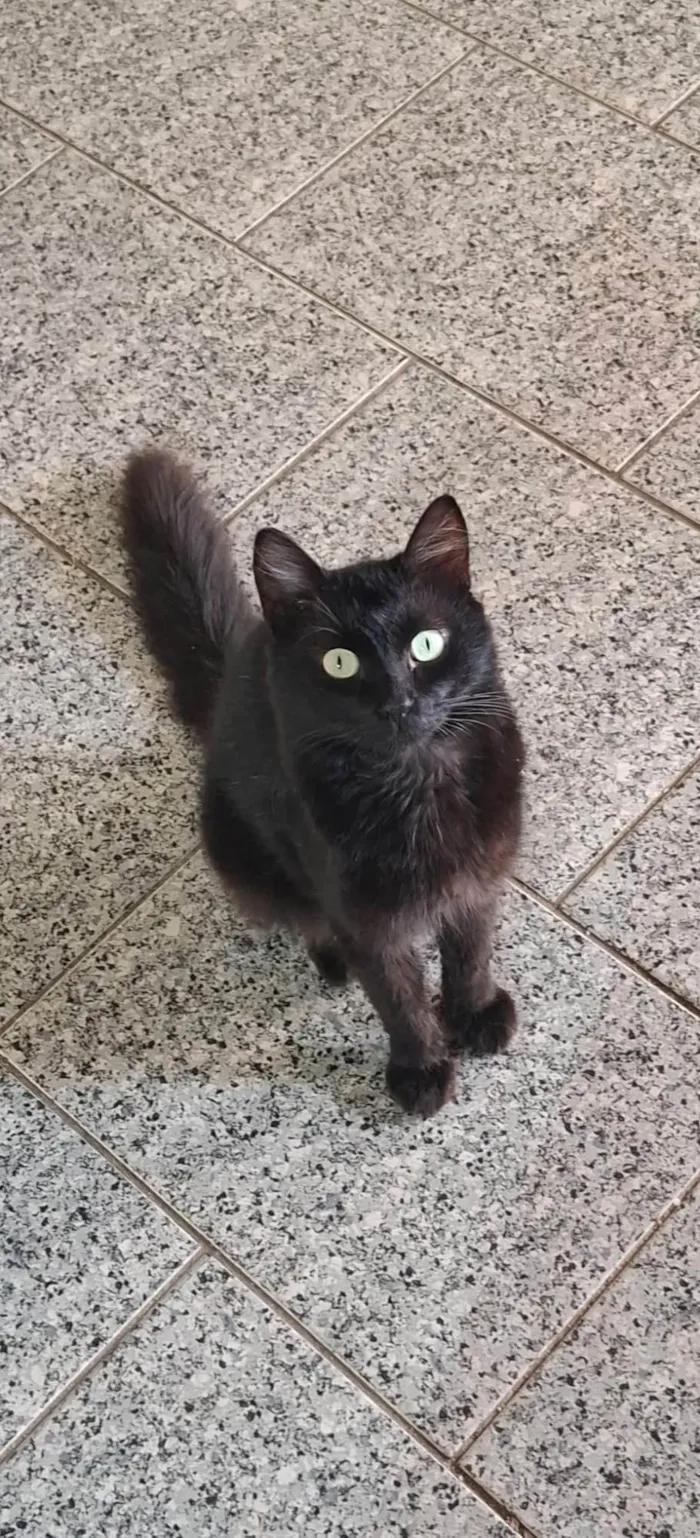 Gato ra a SRD-ViraLata idade 7 a 11 meses nome Gato preto