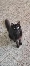 Gato preto