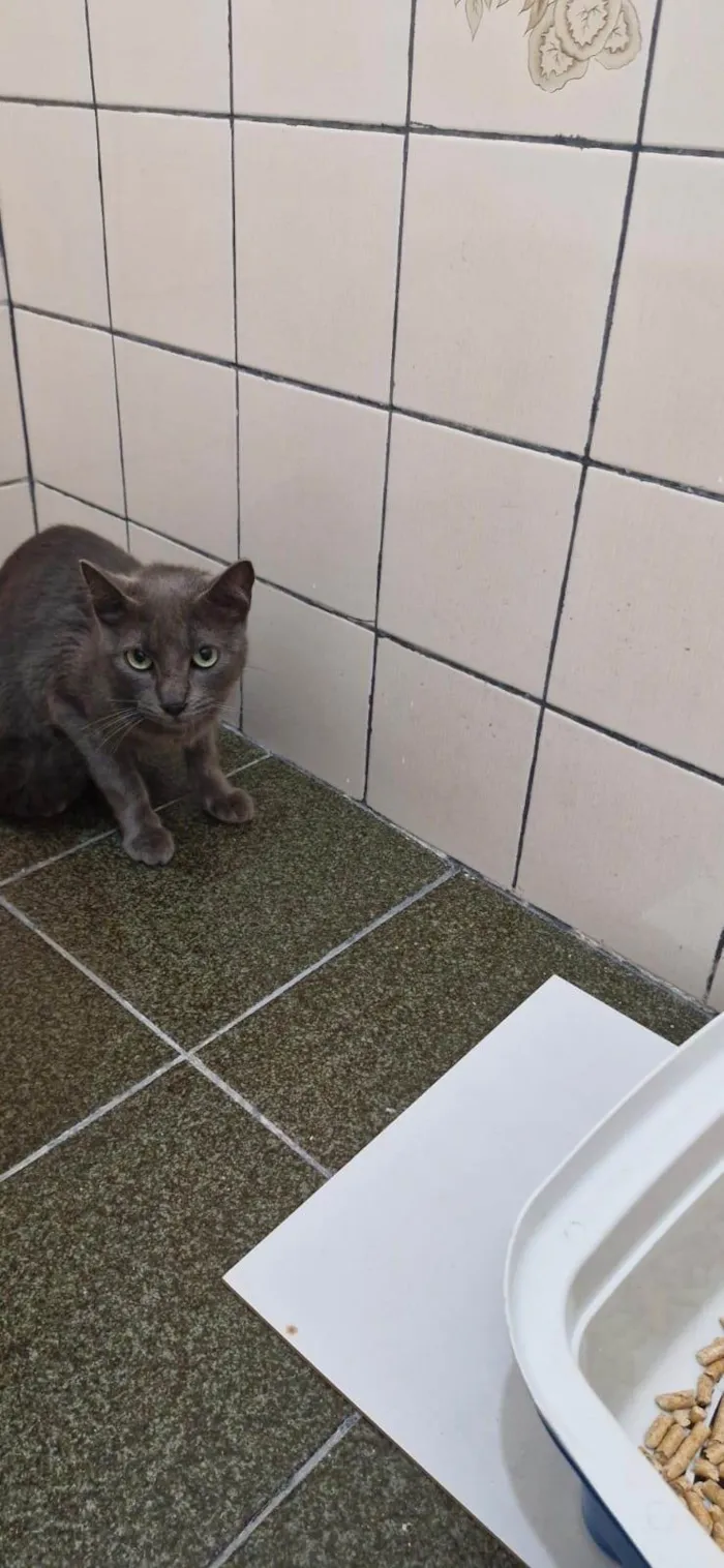 Gato ra a SRD-ViraLata idade 7 a 11 meses nome Greta