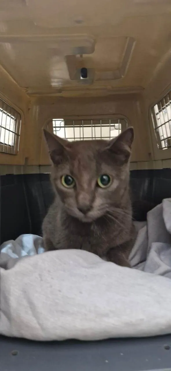 Gato ra a SRD-ViraLata idade 7 a 11 meses nome Greta
