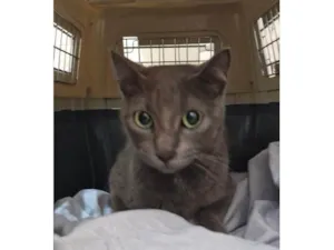 Gato raça SRD-ViraLata idade 7 a 11 meses nome Greta