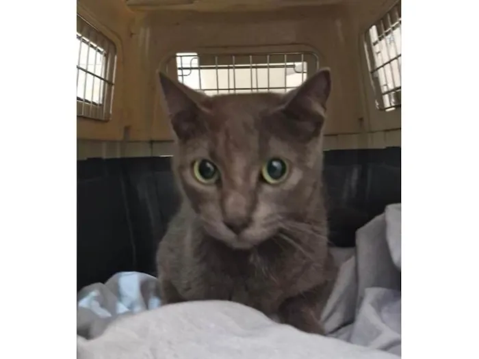 Gato ra a SRD-ViraLata idade 7 a 11 meses nome Greta
