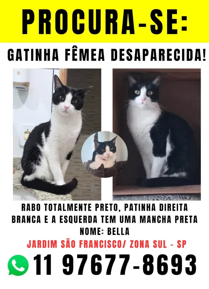 Gato ra a SRD-ViraLata idade 5 anos nome Bella