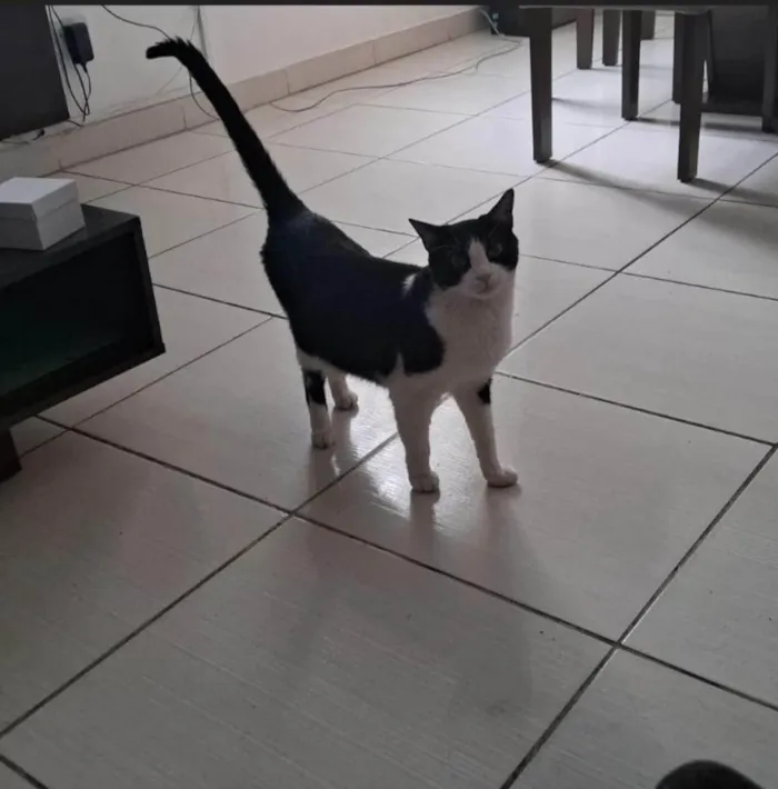 Gato ra a SRD-ViraLata idade 5 anos nome Bella