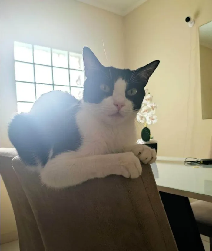Gato ra a SRD-ViraLata idade 5 anos nome Bella