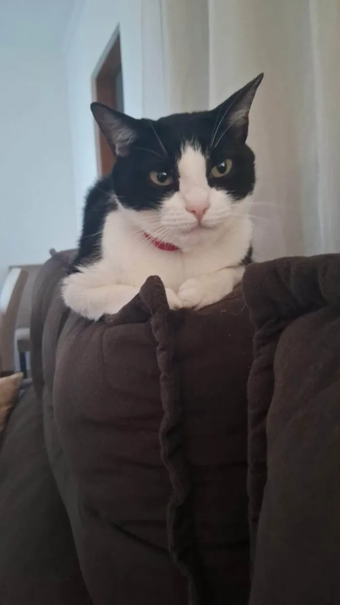 Gato ra a SRD-ViraLata idade 5 anos nome Bella