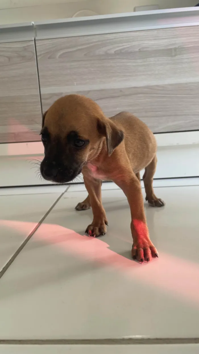 Cachorro ra a SRD-ViraLata idade Abaixo de 2 meses nome Caramela