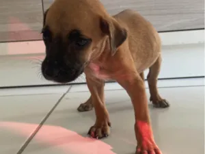 Cachorro raça SRD-ViraLata idade Abaixo de 2 meses nome Caramela