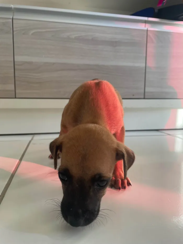 Cachorro ra a SRD-ViraLata idade Abaixo de 2 meses nome Caramela