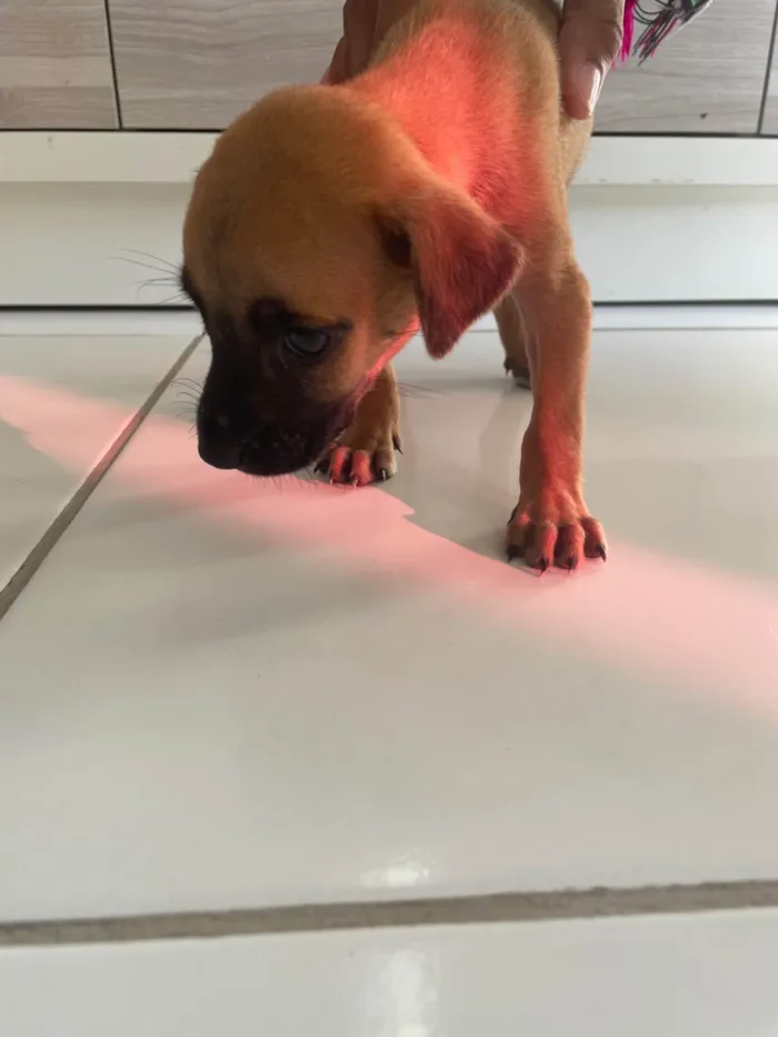 Cachorro ra a SRD-ViraLata idade Abaixo de 2 meses nome Caramela