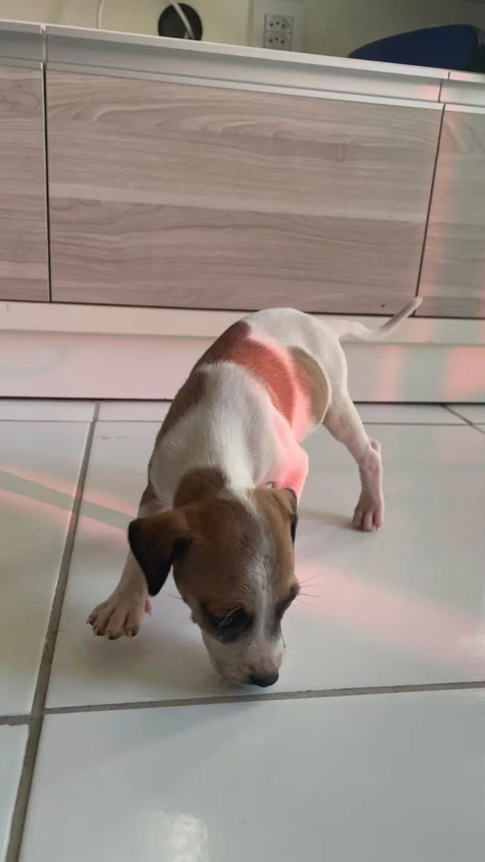 Cachorro ra a SRD-ViraLata idade Abaixo de 2 meses nome Branquinha