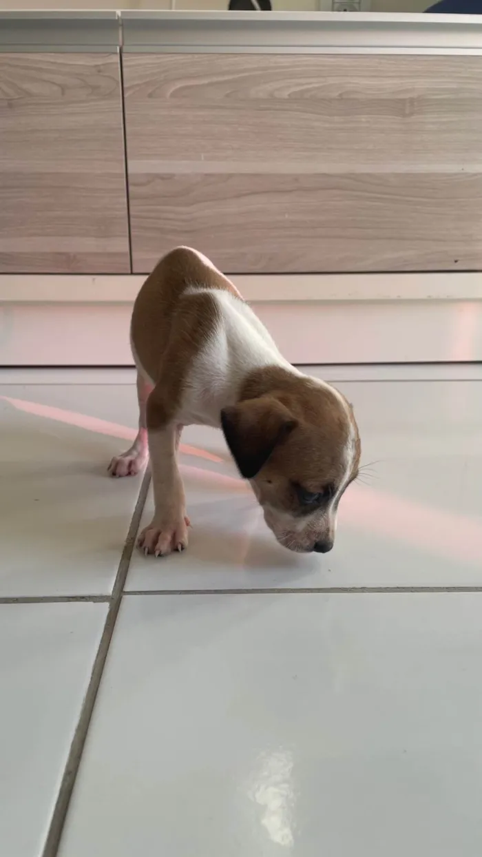 Cachorro ra a SRD-ViraLata idade Abaixo de 2 meses nome Branquinha