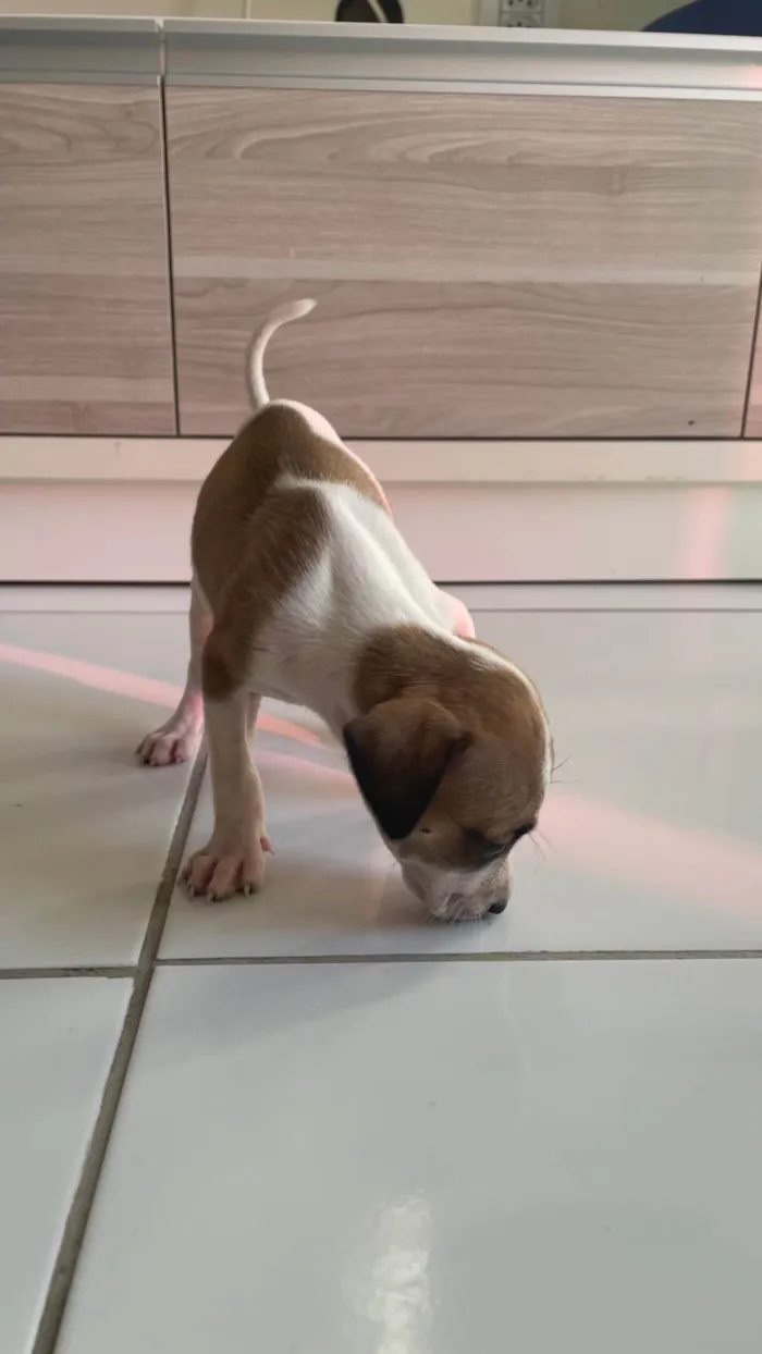 Cachorro ra a SRD-ViraLata idade Abaixo de 2 meses nome Branquinha