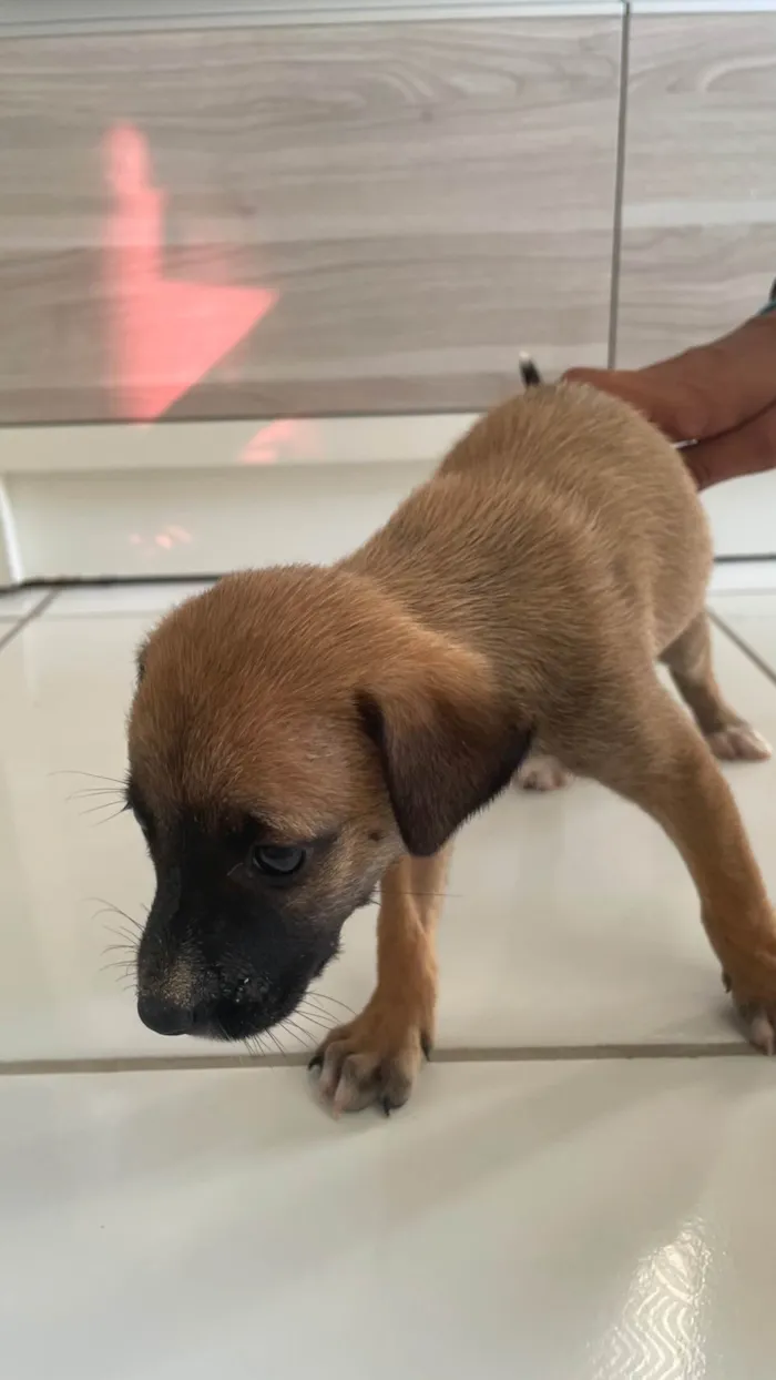 Cachorro ra a SRD-ViraLata idade Abaixo de 2 meses nome Marronzinha