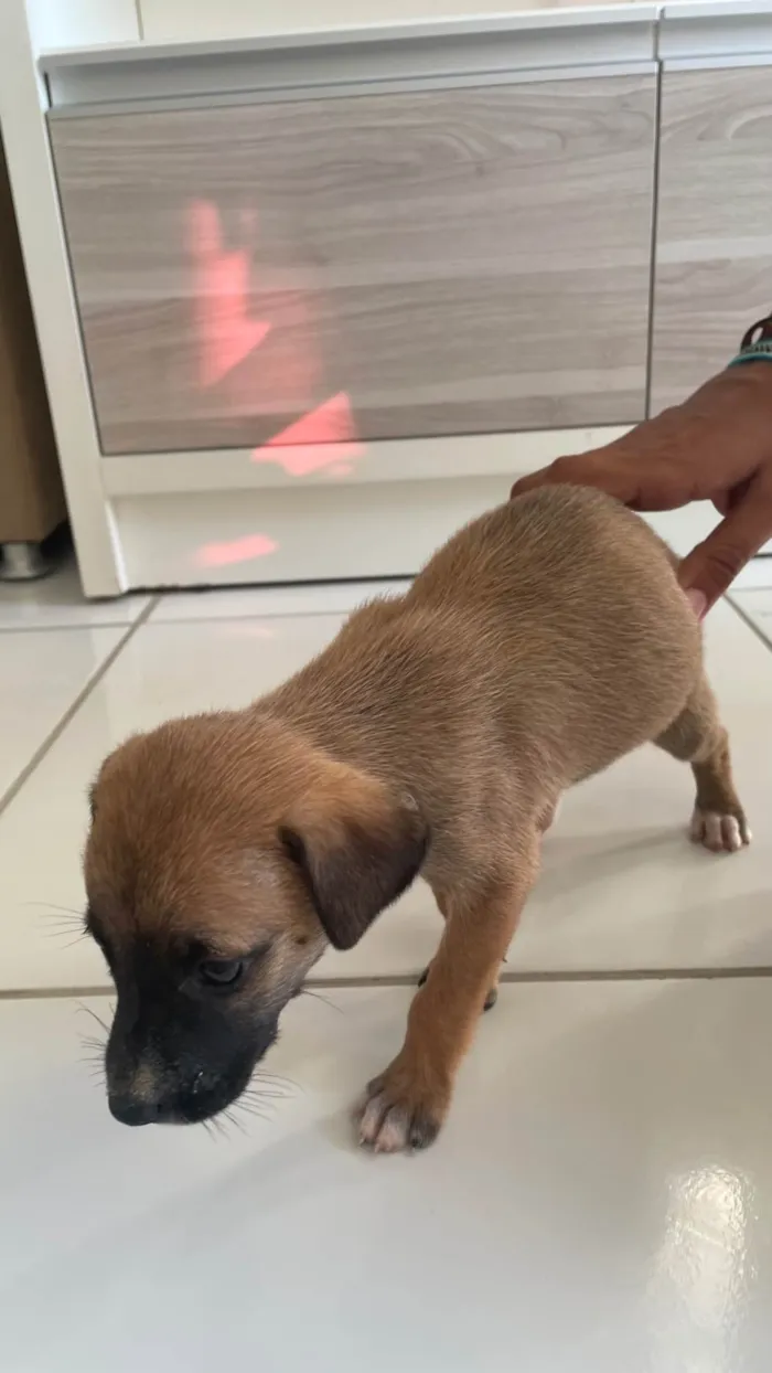 Cachorro ra a SRD-ViraLata idade Abaixo de 2 meses nome Marronzinha