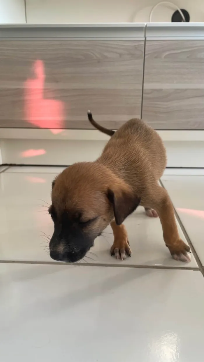 Cachorro ra a SRD-ViraLata idade Abaixo de 2 meses nome Marronzinha