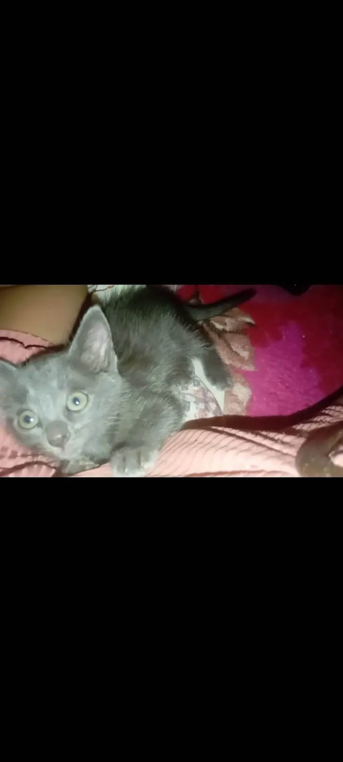 Gato ra a SRD-ViraLata idade 2 a 6 meses nome Gata filhote para doação, faço entrega em qualquer lugar do crajubar.